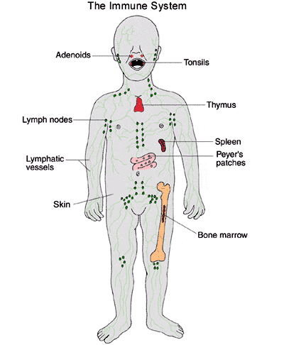 Diagram - Immune System